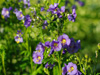 Polemonium viscosum 'Blue Whirl'